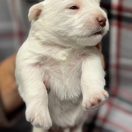 White - White male Miniature Schnauzer puppy in Boaz, Alabama from Sweet Home Schnauzers