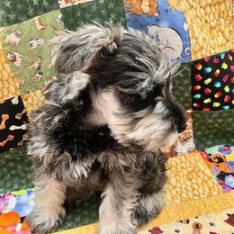 Miniature Schnauzer Puppies from MoonShadows Miniature Schnauzers