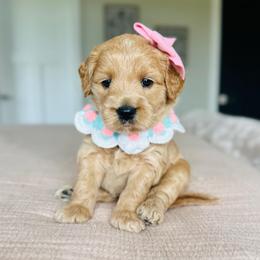 Jessie - Apricot female Goldendoodle puppy in Sterling, Illinois from Charley's Goldendoodles