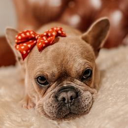 Bonnie - French Bulldog