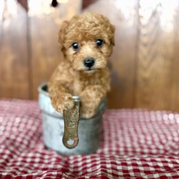 Henry James - Red  male Poodle puppy in Utica, Ohio from Poodle Me Crazy
