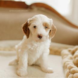 Hazelnut - Parti female Goldendoodle puppy in Hiddenite, North Carolina from Rose and Reid Doodles