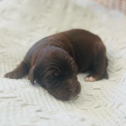Colt - Chocolate male Goldendoodle puppy in Livermore, Colorado from Heritage Hills Family Doodles
