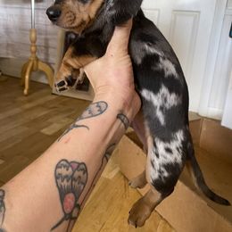 Dachshund Puppies from Yellowstone Dachshunds