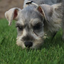 AKC Ivory - Salt and pepper female Miniature Schnauzer puppy in Vista, California from Olympus Schnauzers