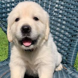 Golden Retrievers from Henne Goldens
