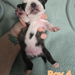 Boy 4 (Panda) - Brindle male Pug puppy in Auburn, Kentucky from Prentice Family Pugs