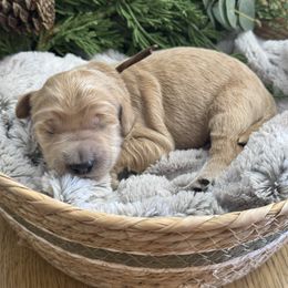 Gingerbread (Brown Collar) - Cream male Goldendoodle puppy in Bay City, Texas from Charming Doods