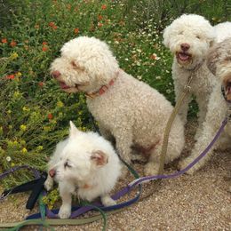 Lagotto Romagnolo All Grown Up from Flying Curls Lagotto Romagnolo