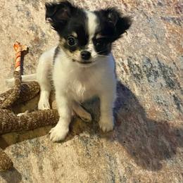 Sold - Black and white male Chihuahua puppy in Strawberry, Arkansas from Strawberry River Chihuahuas
