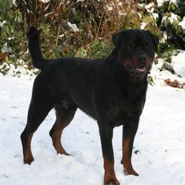Breaker - Rottweiler