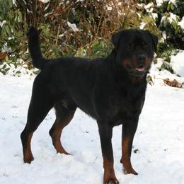 Breaker - Rottweiler