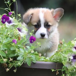 Bumble - Red male Pembroke Welsh Corgi puppy in Plains, Montana from Diamond Corgis