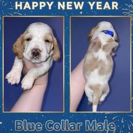 Blue collar - Lemon and white male Basset Hound puppy in Callao, Virginia from Walk The Line Basset Hounds