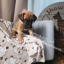 Pink Collar - Fawn female Great Dane puppy in Alton, Illinois from Show Me Great Danes and Basset Hounds