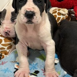 Boy 7 - Great Dane puppy from City Slicker Danes