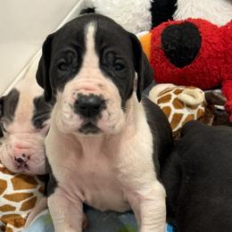 Boy 7 - Great Dane puppy from City Slicker Danes