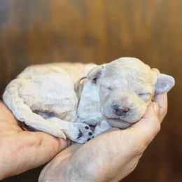 Hocus - Cream female Poodle puppy in Springfield, Oregon from Valaurah Farms