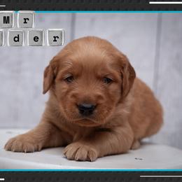 Darth Vader - Dark golden male Golden Retriever puppy in Driggs, Idaho from SK Golden Retrievers