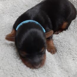 Tae Byler - Black and tan male Yorkshire Terrier puppy in Gurley, Alabama from Rhondas yorkies