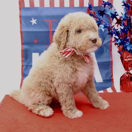 Patriot - USA 250th Litter - Cream male Goldendoodle puppy in Westminster, South Carolina from Goldendoodlepuppiessc