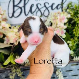 Loretta - Brown female Pyredoodle puppy in Bowling Green, Ohio from FDF Pyredoodles & Bernedoodles