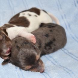 Dapple boy - Dapple male Dachshund puppy in Seminary, Mississippi from Down South Mavericks Dachshunds