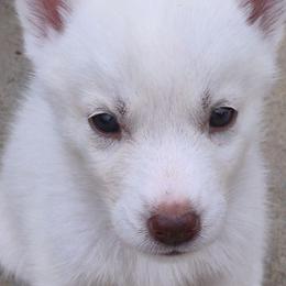 Girl 1 - White female Siberian Husky puppy in Madison, Georgia from Thornbury Kennel