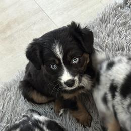 Mistletoe Blue Eyes - Black tri female Miniature Australian Shepherd puppy in Charlestown, Indiana from Forever Aussies and A Doodle