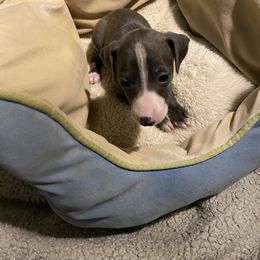 Boy 1 - Blue Italian Greyhound puppy in Frederick, Maryland from Celeste Italian Greyhounds