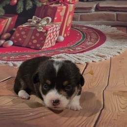 Green collar - Black and tan male Pembroke Welsh Corgi puppy in Grass Valley, California from Triple M Ranch Corgi's