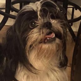 Liberty - Shih Tzu