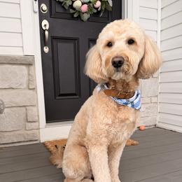 Tucker - Goldendoodle