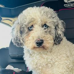 Bernedoodle puppies from Shirl Doodle Life