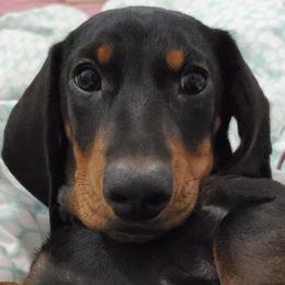 Dachshunds from Nouvelle Standard Dachshunds