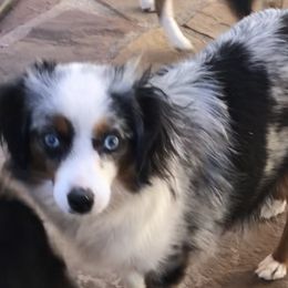 Paisley - Toy Australian Shepherd