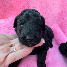 Yellow - Phantom female Poodle puppy in Simms, Texas from Donna’s Aussies & Pink Heart Poodles