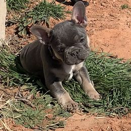 French Bulldog Puppies from Pettybilt Frenchies