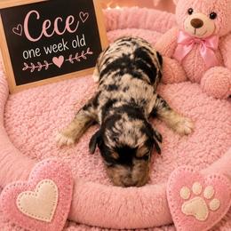 Cece - Merle female Goldendoodle puppy in North Branch, Michigan from Graceful Miniature Goldendoodles