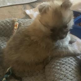 Girl 2 - Orange parti female Pomeranian puppy in Gotha, Florida from Jazzi’s Poms