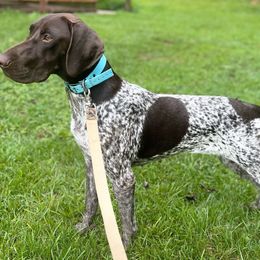 Whiskey - German Shorthaired Pointer