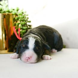 Guapo - Tri-color male Bernedoodle puppy in Spanish Fork, Utah from K Brand Doodles