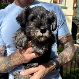 River - Salt and pepper male Miniature Schnauzer puppy in Washington, Washington, D.C. from Mark's Miniature Schnauzers
