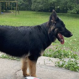 Hela - German Shepherd