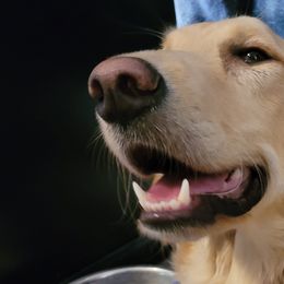 Golden Retrievers from Golden Grams Retrievers