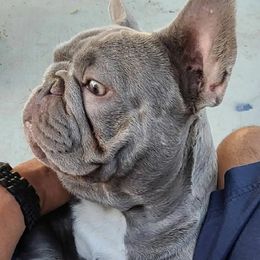 Stitch - French Bulldog