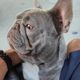 Stitch - French Bulldog