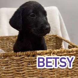 Betsy - Black female Labrador Retriever puppy in Lucasville, Ohio from Backwoods Labradors