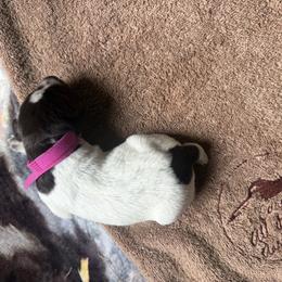 Girl 12 - Liver and white female German Wirehaired Pointer puppy in Thomasville, North Carolina from Cypress Ridge GWP