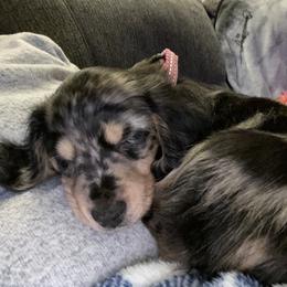 Dachshund Puppies from Long Dog Farm